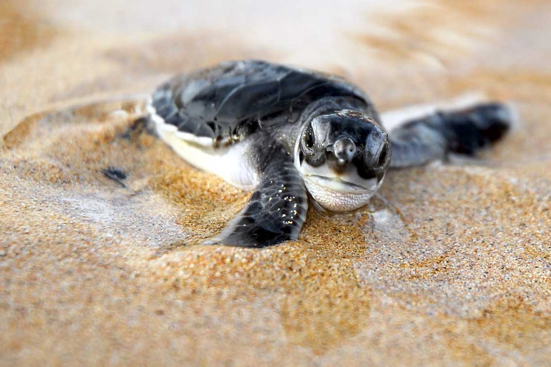 baby-sea-turtle-marcio-scatrut.jpg